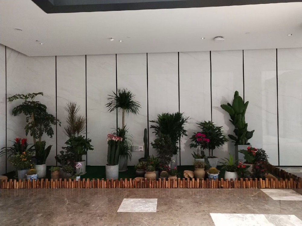 辦公室綠植租賃費(fèi)用到底高不高？常見(jiàn)綠植的種類(lèi)有哪些？