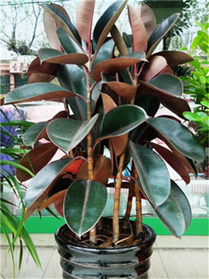 橡皮樹-寧波綠植出租