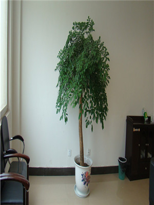 幸福樹(shù)-寧波綠植租賃